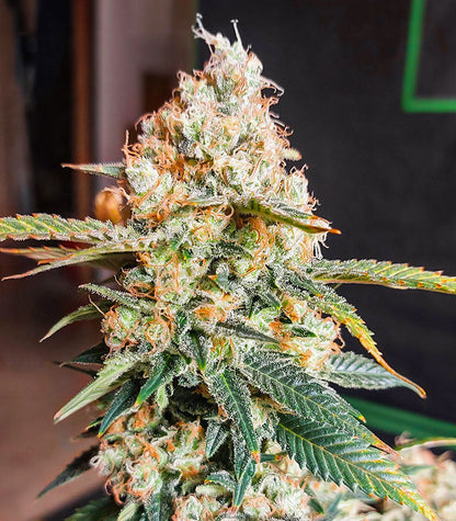 Roślina odmiany Candy Kush Fast Version – zdjęcie 3