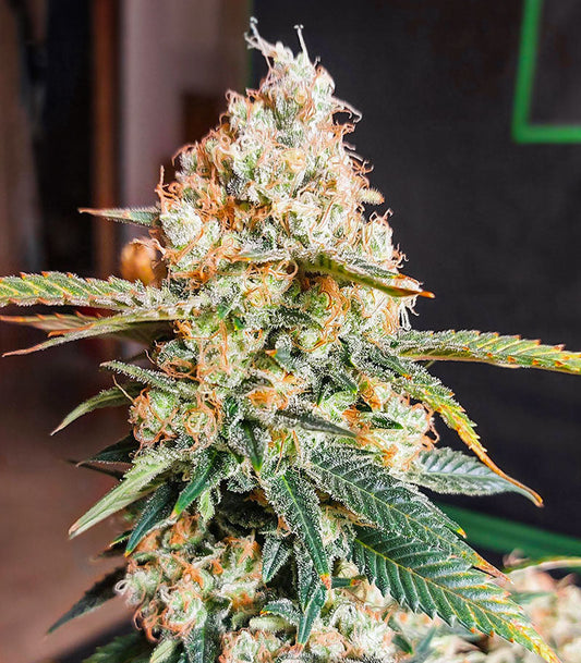 Roślina odmiany Candy Kush Fast Version – zdjęcie 3