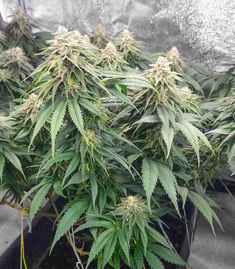 Roślina odmiany Humboldt Headband Autoflower – zdjęcie 7