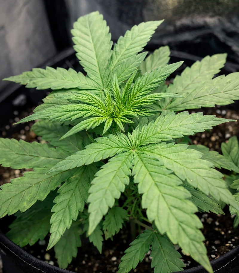 Roślina odmiany Sensi #34 Auto CBD – zdjęcie 4