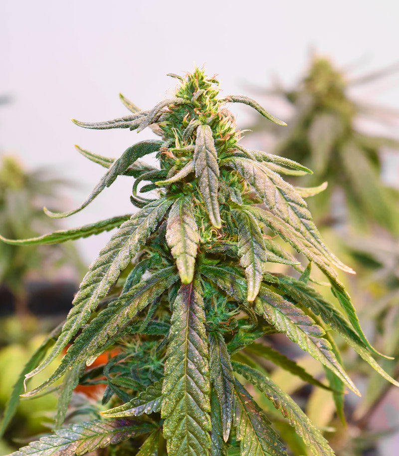 Roślina odmiany Bubba Kush – zdjęcie 4