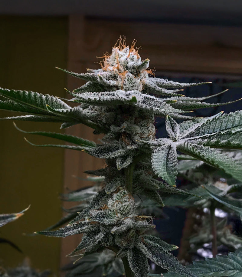 Roślina odmiany Kush Mints Fast Version – Seedkeepers – zdjęcie 9