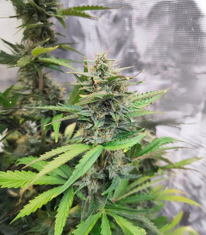 Roślina odmiany White Widow × White Fire OG Autoflower – zdjęcie 3