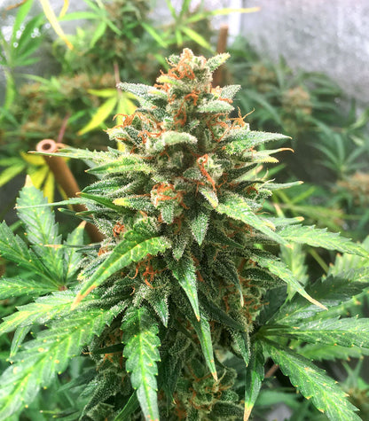 Roślina odmiany Big Bud Auto – Herbies Seeds – zdjęcie 3