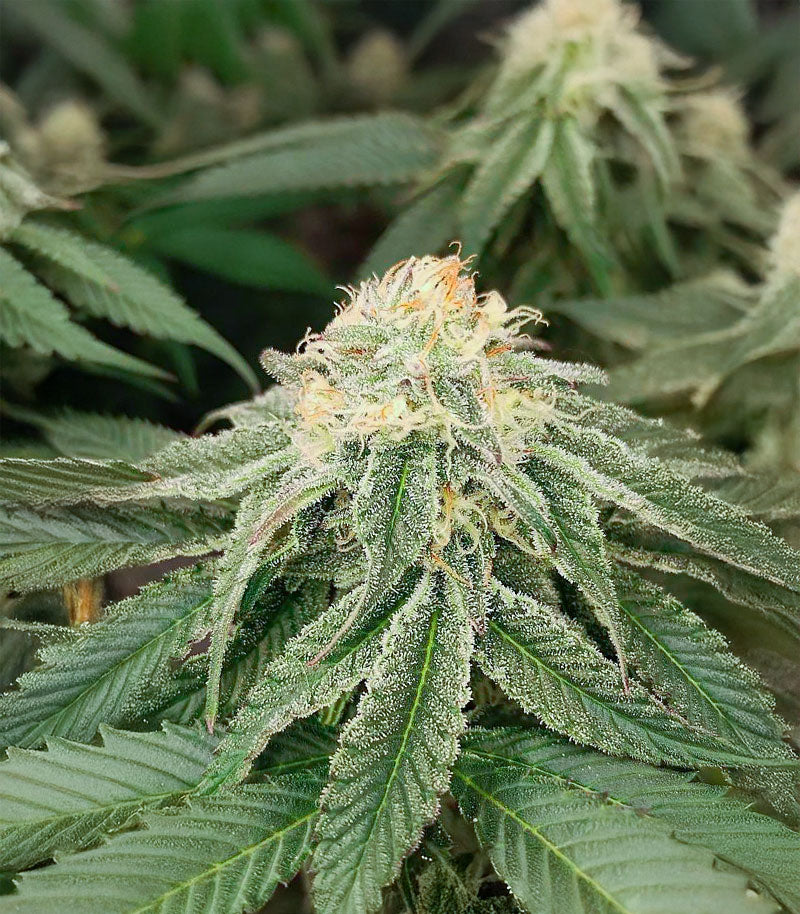 Roślina odmiany Sangria Poison Autoflower – zdjęcie 3