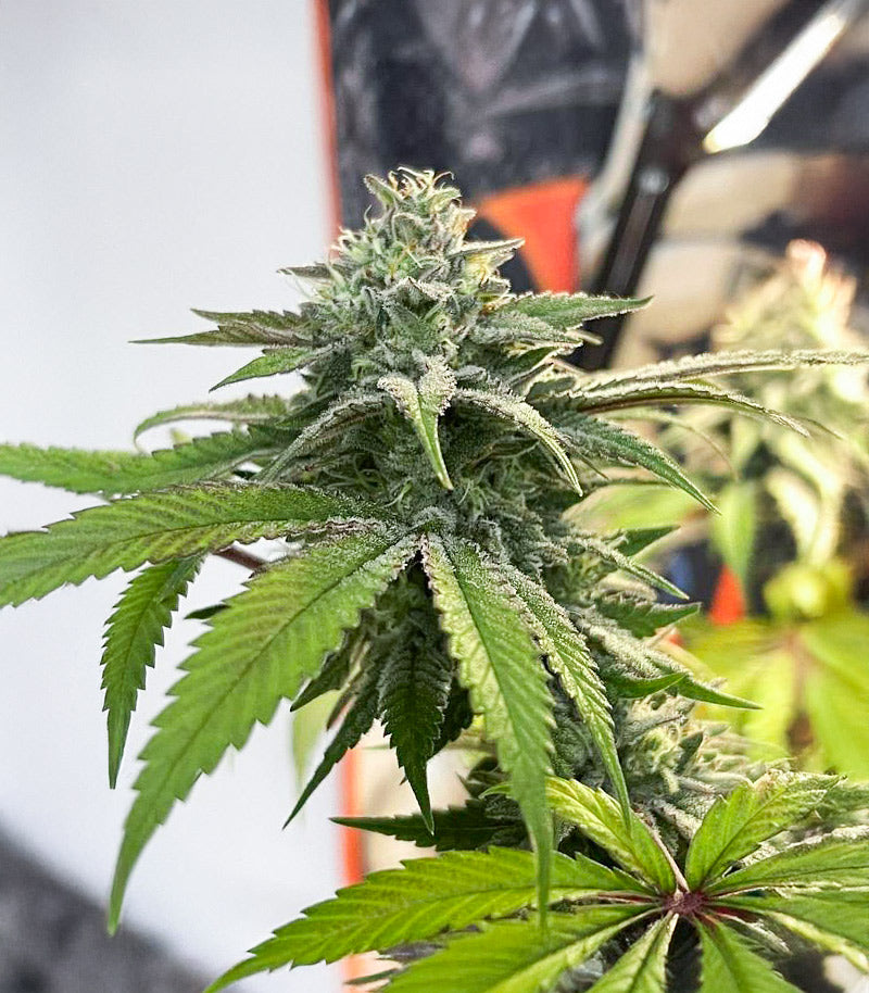 Roślina odmiany Florida Sunrise Autoflower – zdjęcie 5