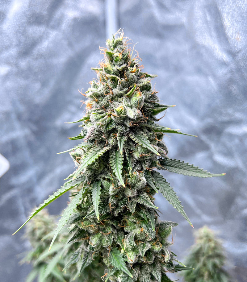 Roślina odmiany Gorilla Cookies Fast Flowering – zdjęcie 4