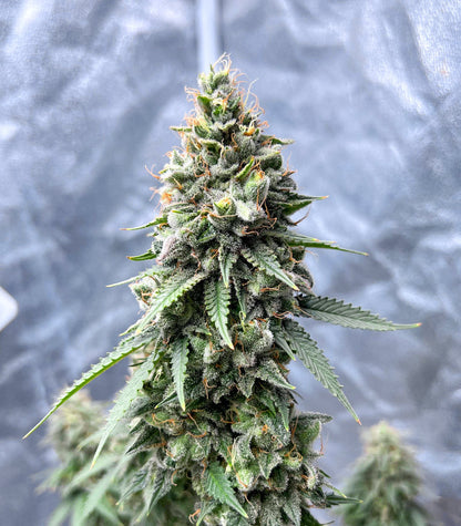 Roślina odmiany Gorilla Cookies Fast Flowering – zdjęcie 4