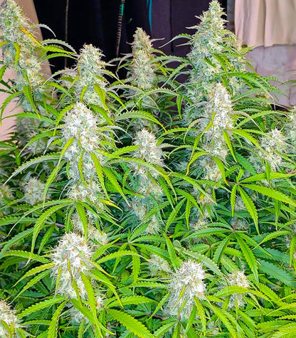 Roślina odmiany Black Herer Autoflower – zdjęcie 4