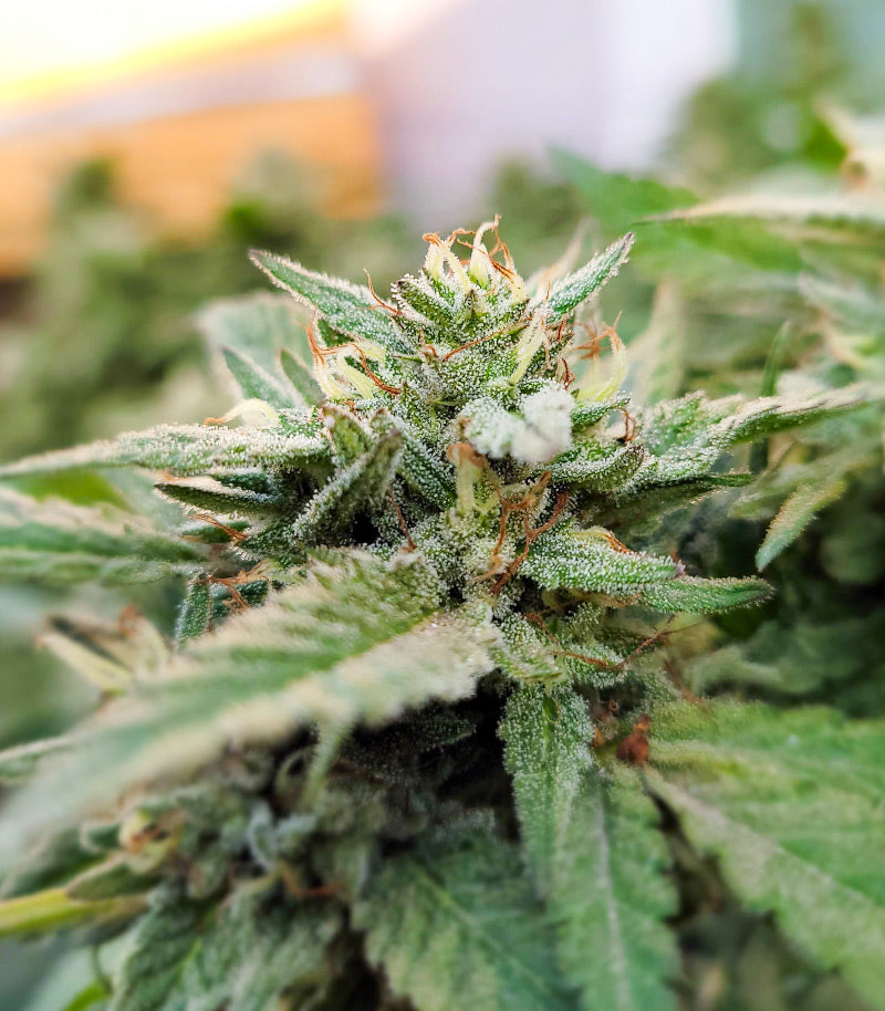 Roślina odmiany Kush Mints Fast Version – Seedkeepers – zdjęcie 3