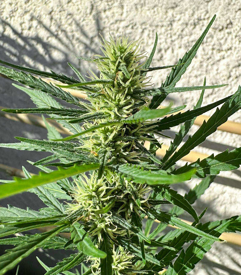 Roślina odmiany Humboldt Dream Autoflower – zdjęcie 6