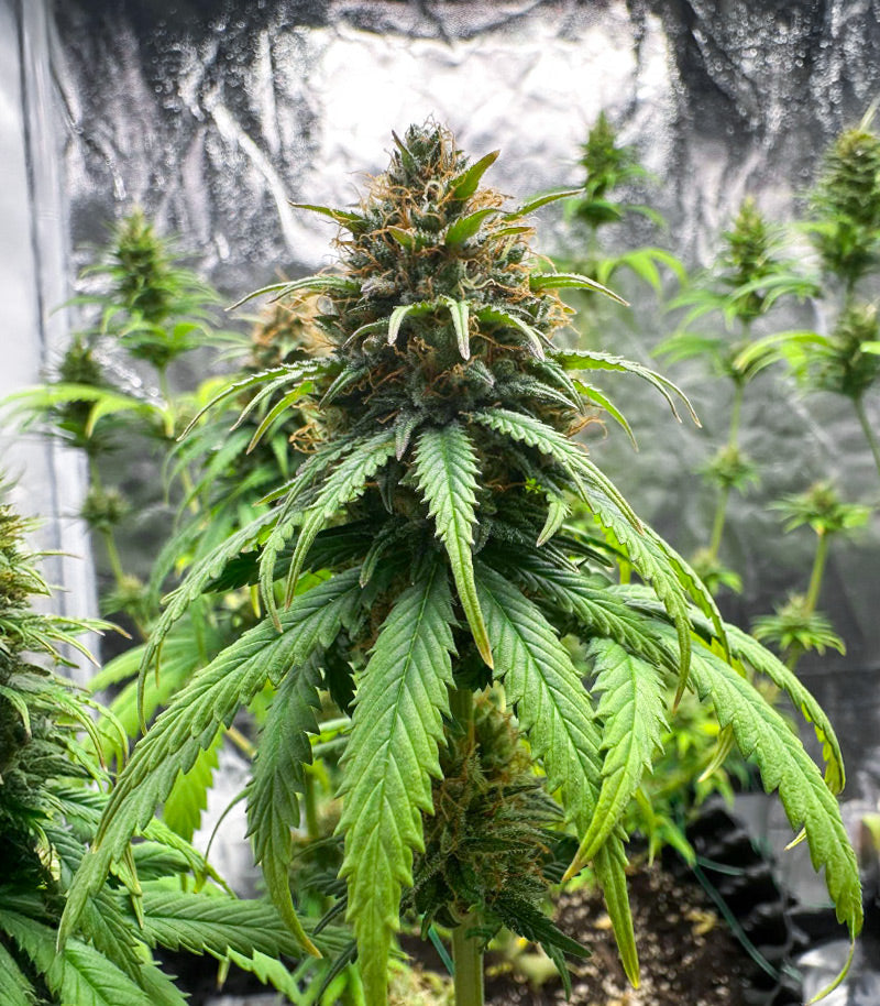 Roślina odmiany Jack Herer – Seedkeepers – zdjęcie 4