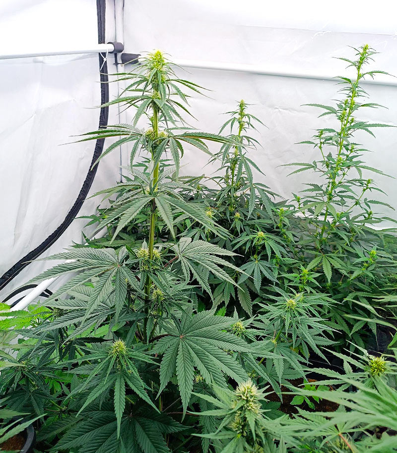 Roślina odmiany All Gas OG Autoflower – zdjęcie 6