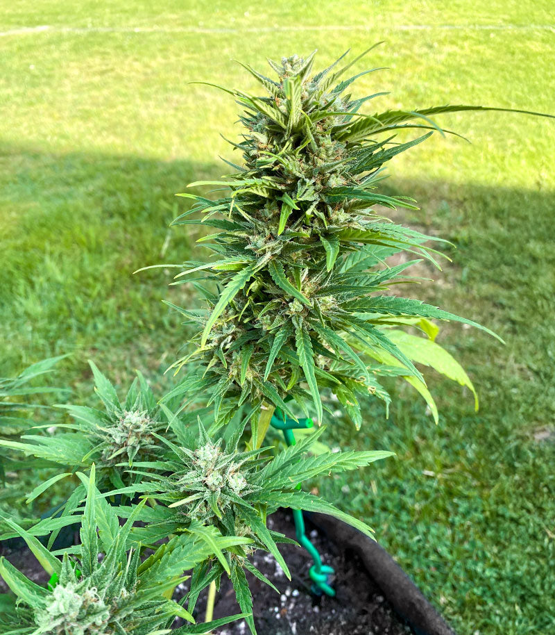 Roślina odmiany Auto GG#4 Original Glue F1 – Seedkeepers – zdjęcie 3