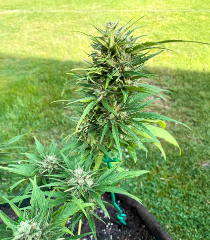 Roślina odmiany Auto GG#4 Original Glue F1 – Seedkeepers – zdjęcie 3