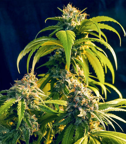 Roślina odmiany OG Kush Fast Version – zdjęcie 5