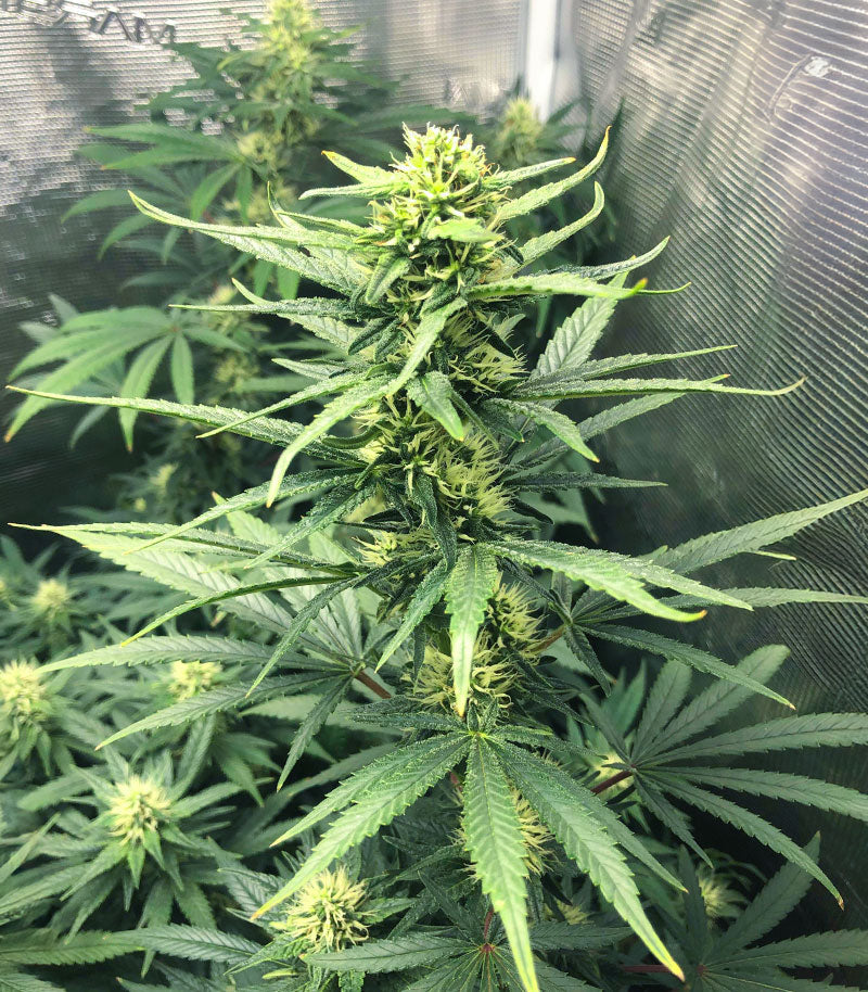 Roślina odmiany Pineapple Muffin Autoflower – zdjęcie 4