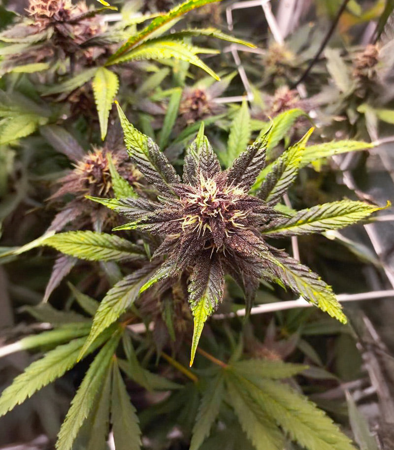 Roślina odmiany Purple Lemonade Poison Autoflower – zdjęcie 5