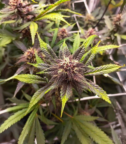 Roślina odmiany Purple Lemonade Poison Autoflower – zdjęcie 5