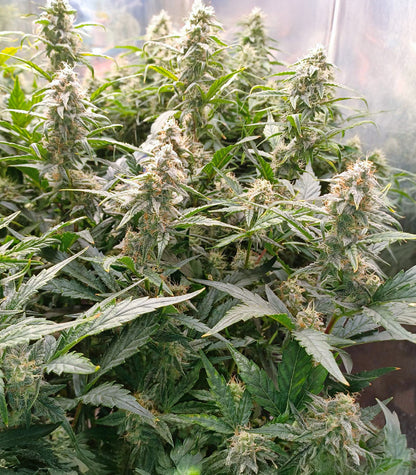 Roślina odmiany Sour Apple Autoflower – zdjęcie 6