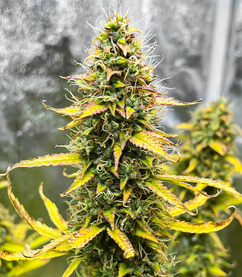 Roślina odmiany Kosher Kush 66 Autoflower – zdjęcie 5