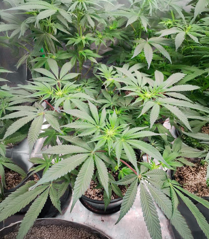 Roślina odmiany Sangria Poison Autoflower – zdjęcie 4