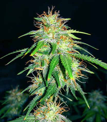 Roślina odmiany Gelato Glue Autoflower – zdjęcie 4