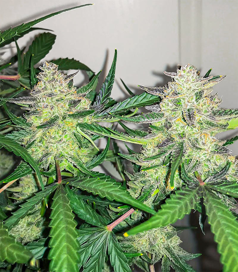 Roślina odmiany Scarlet Skunk Autoflower – zdjęcie 5