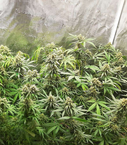 Roślina odmiany Gorilla Cookies Fast Flowering – zdjęcie 6