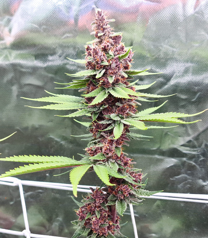 Roślina odmiany Tropicanna Poison F1 Fast Version – zdjęcie 8