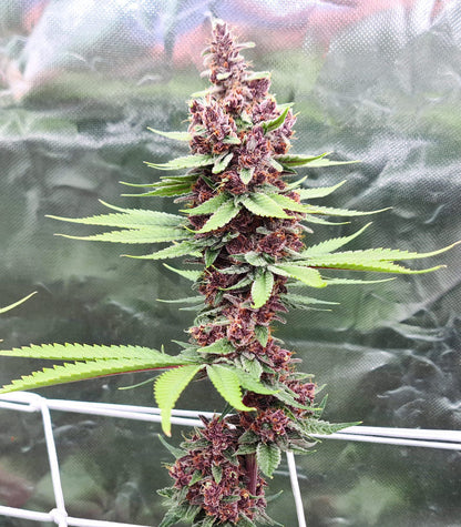 Roślina odmiany Tropicanna Poison F1 Fast Version – zdjęcie 8