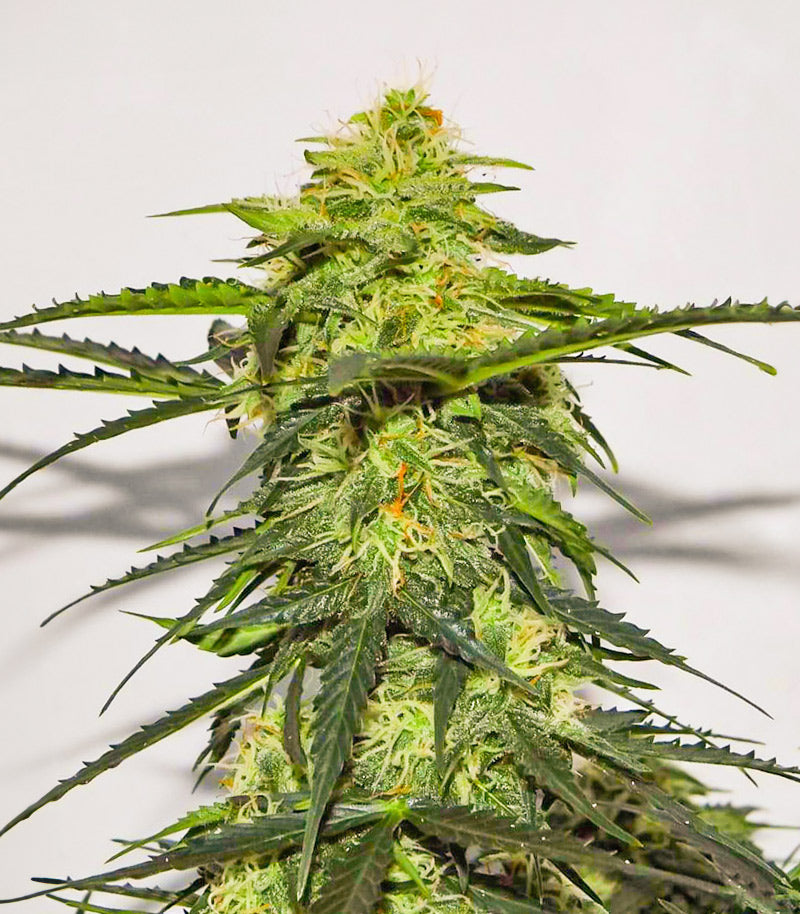 Roślina odmiany Acid Rain Autoflower – zdjęcie 5