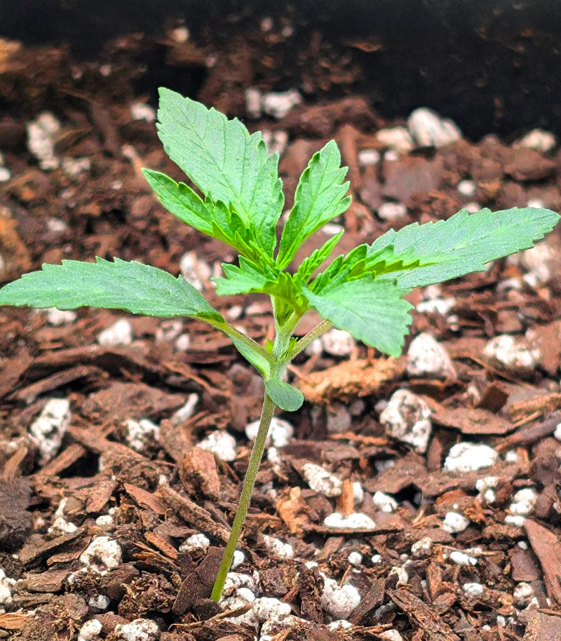 Roślina odmiany Dream Queen Autoflower – zdjęcie 5