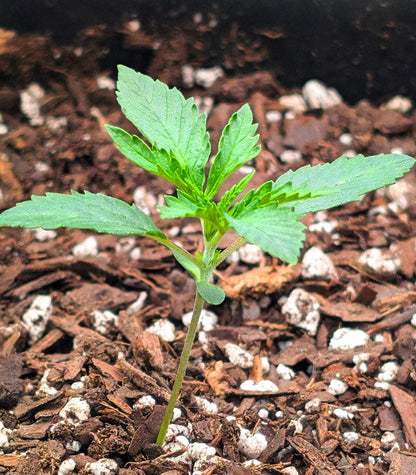 Roślina odmiany Dream Queen Autoflower – zdjęcie 5