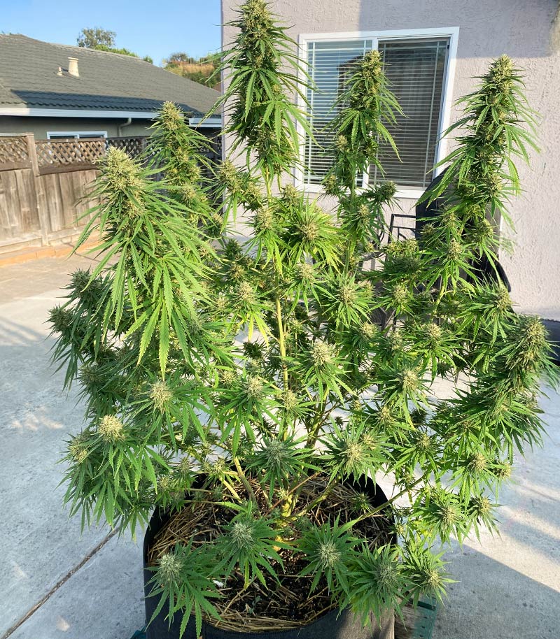 Roślina odmiany 1-800-Cinderella-99 Autoflower – zdjęcie 4