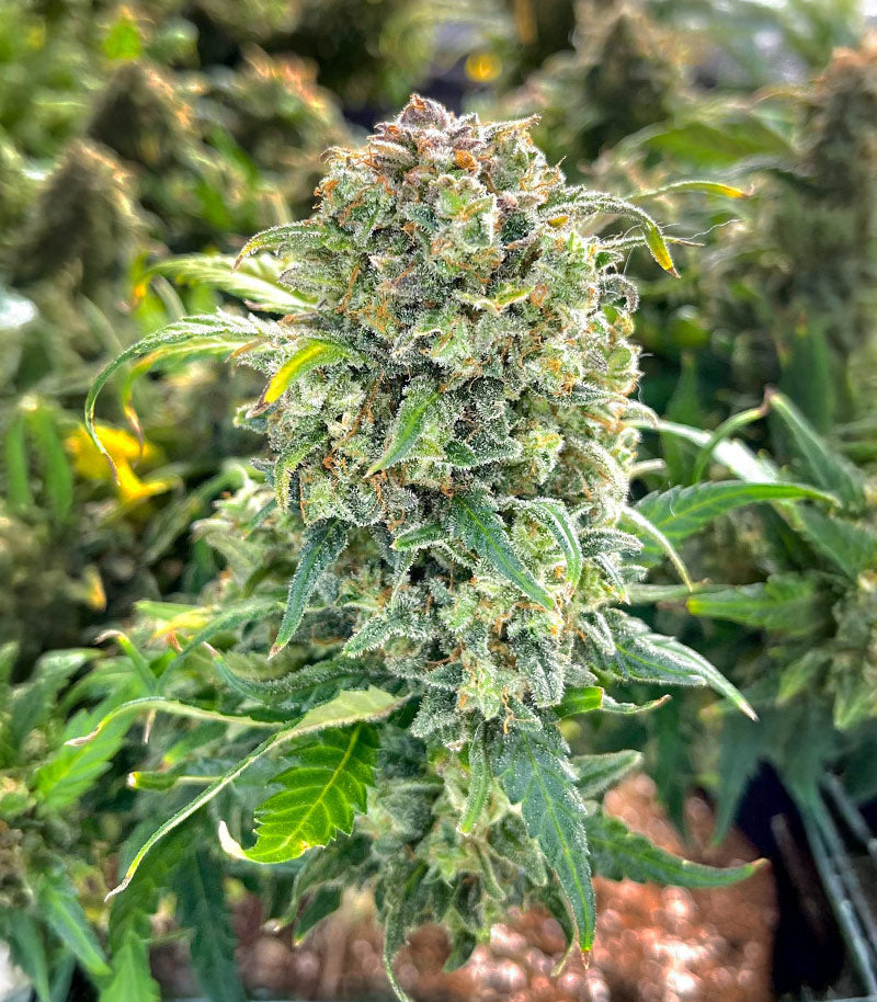 Roślina odmiany Sour Diesel Autoflower – Seedkeepers – zdjęcie 5