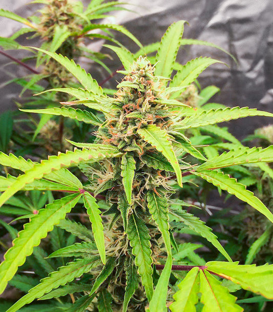 Roślina odmiany Scarlet Skunk Autoflower – zdjęcie 3