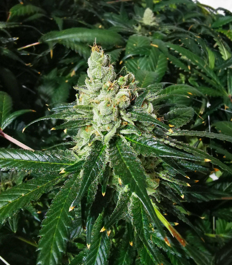 Roślina odmiany Sour Diesel – Barney's Farm – zdjęcie 3