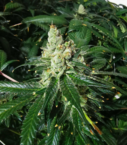 Roślina odmiany Sour Diesel – Barney's Farm – zdjęcie 3