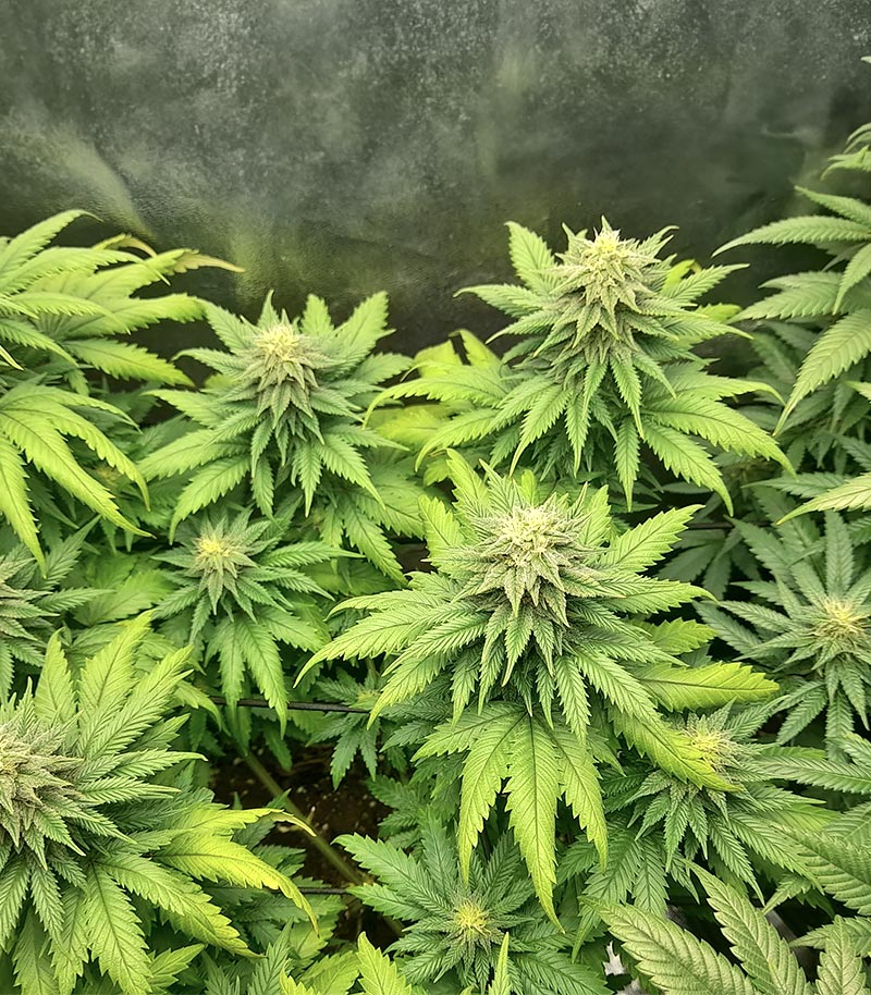 Roślina odmiany Big Bud Auto – Herbies Seeds – zdjęcie 5