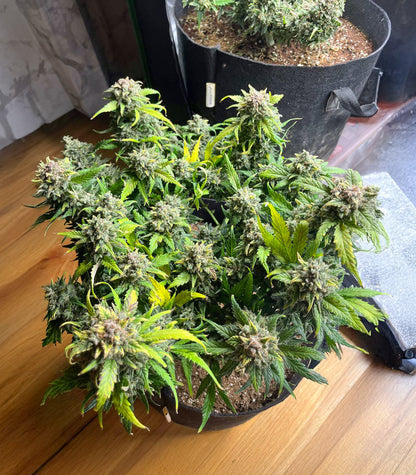 Roślina odmiany Sour Diesel Autoflower – Seedkeepers – zdjęcie 6
