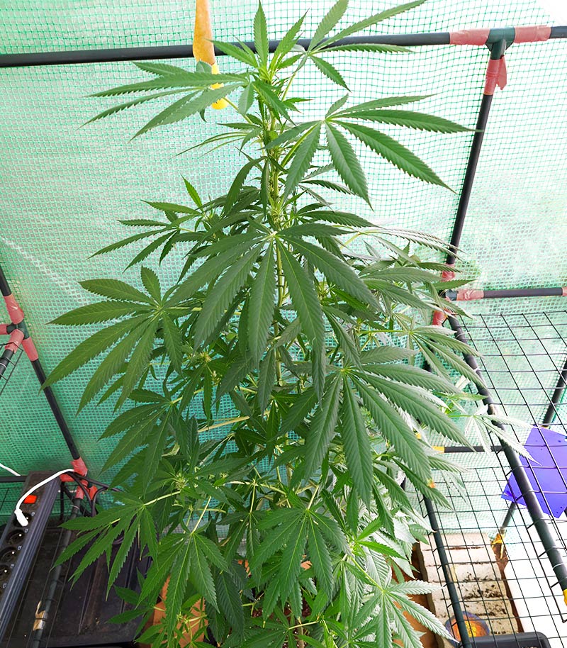 Roślina odmiany Tropicanna Poison F1 Fast Version – zdjęcie 4