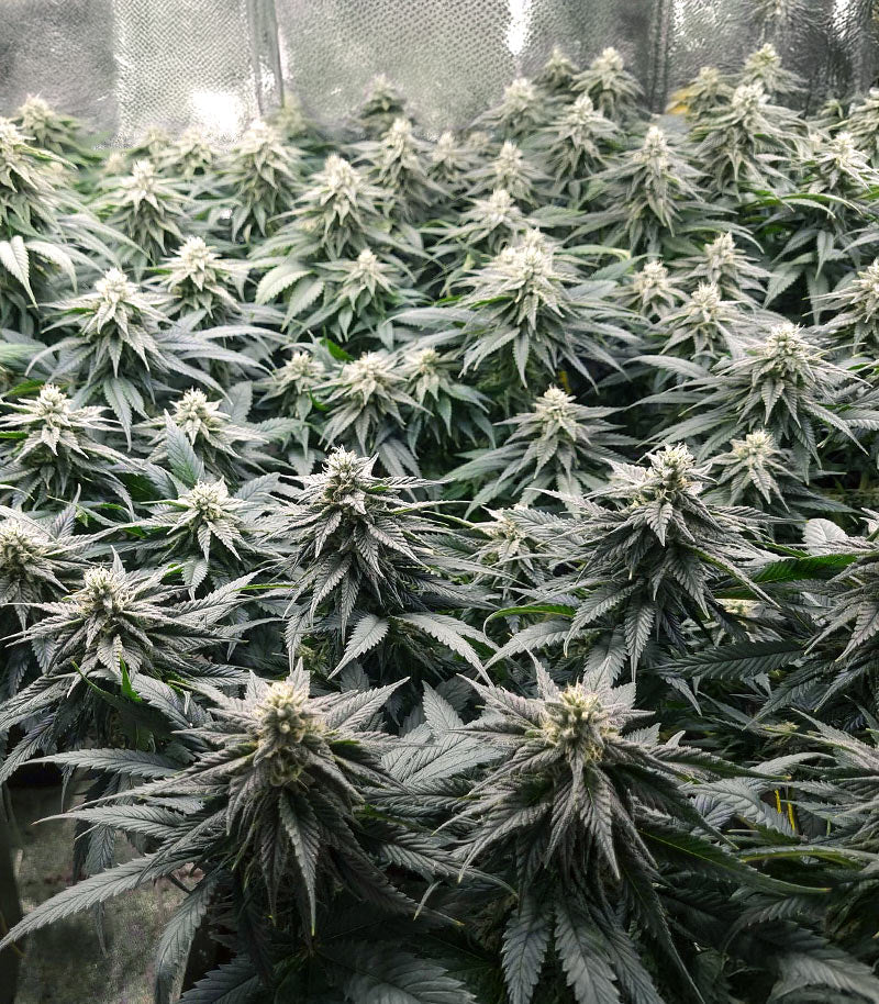 Roślina odmiany Humboldt Headband Autoflower – zdjęcie 4