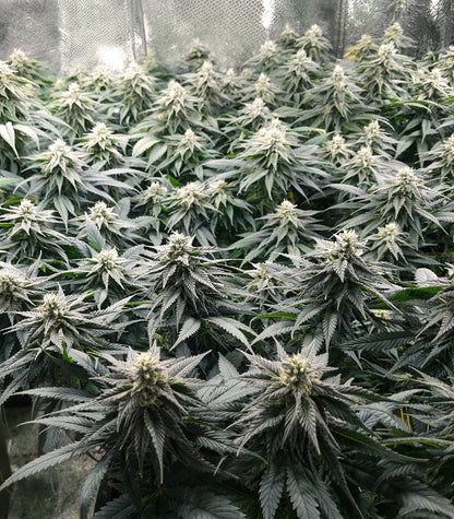 Roślina odmiany Humboldt Headband Autoflower – zdjęcie 4