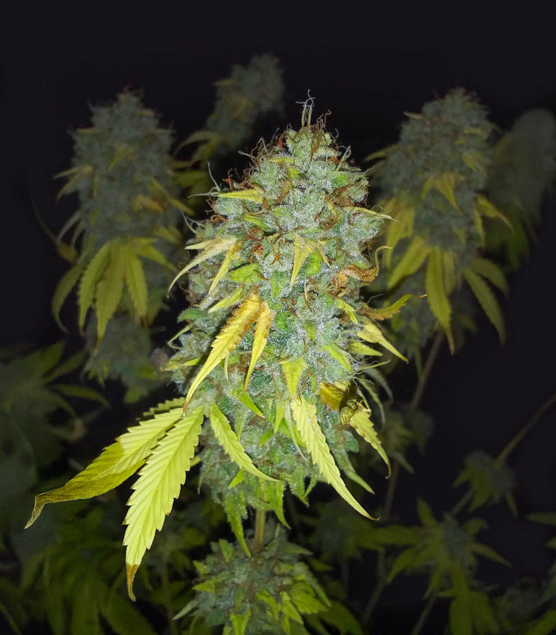 Roślina odmiany Ghost Train Haze – Seedkeepers – zdjęcie 3