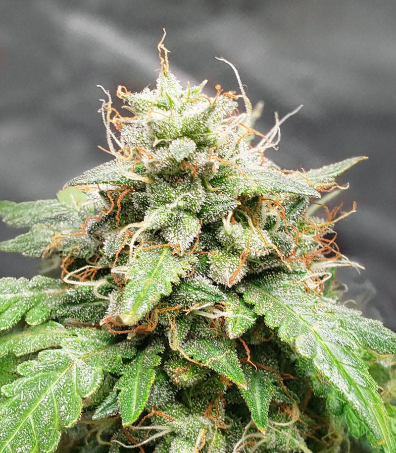 Roślina odmiany Keepers OG Autoflower – zdjęcie 5