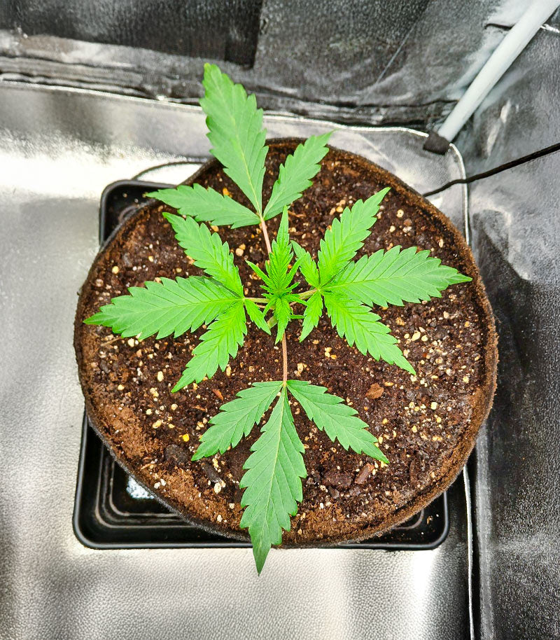 Roślina odmiany Durban Poison Autoflower – Humboldt Seed Company – zdjęcie 6