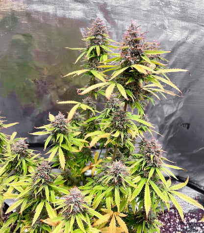 Roślina odmiany Durban Poison Autoflower – Seedkeepers – zdjęcie 4
