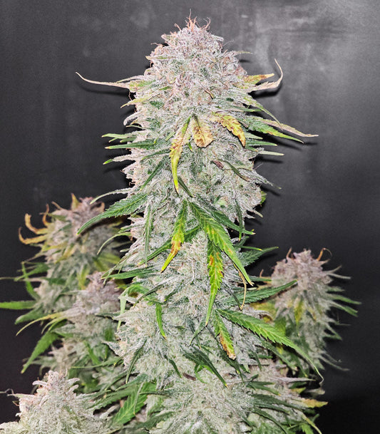 Roślina odmiany Blue Dream Autoflower – Seedkeepers – zdjęcie 3