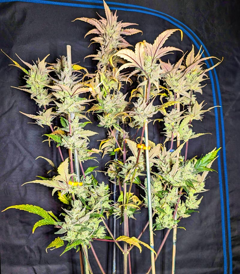Roślina odmiany Tropicana Cookies Auto – zdjęcie 4